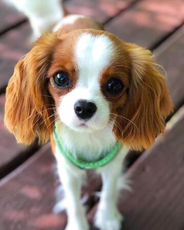 Teacup King Charles Spaniel: Info, Pictures, Traits & Facts