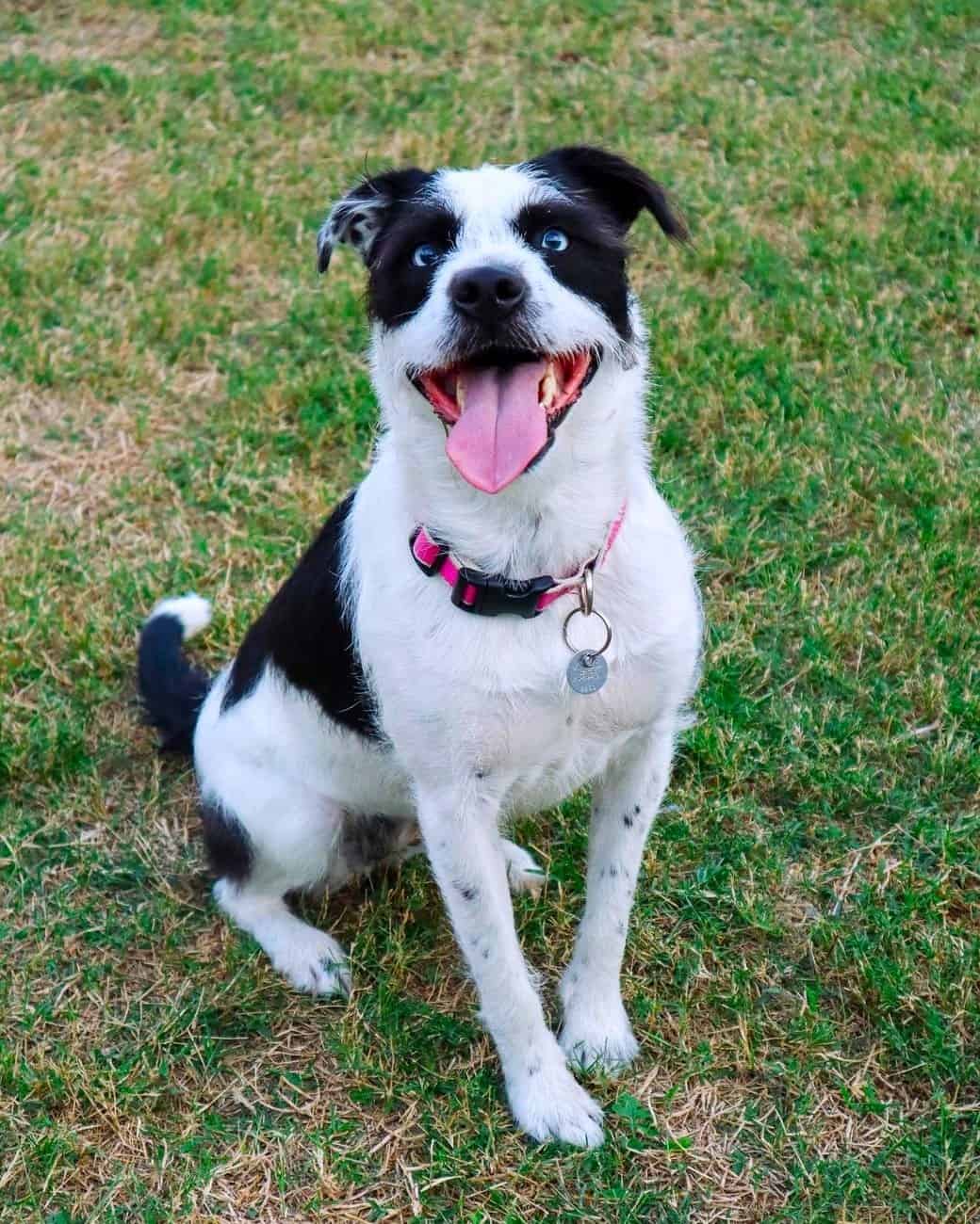 Border Collie Terrier Mix Breed Info, Pictures, Traits & Facts