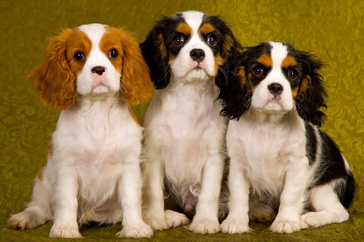 9 Cavalier King Charles Spaniel Colors With Pictures 9 Cavalier King Charles Spaniel Colors With Pictures