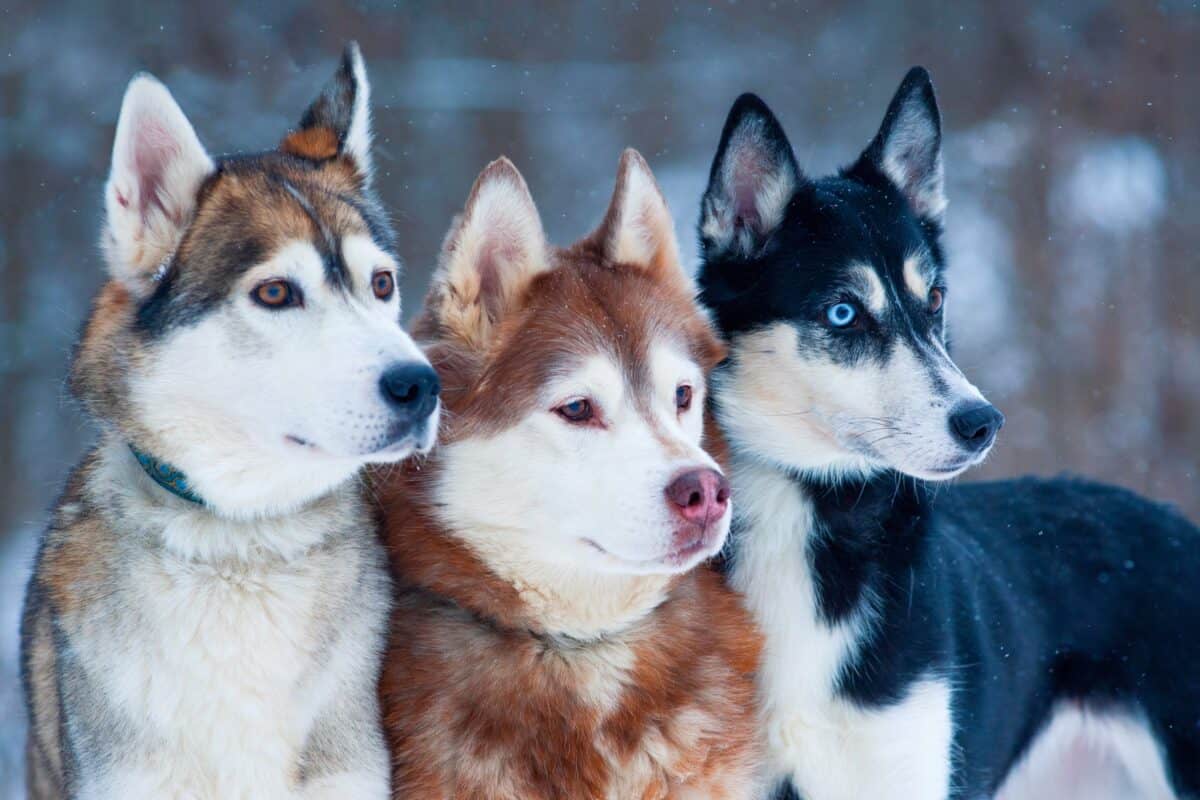 Siberian husky coat clearance types