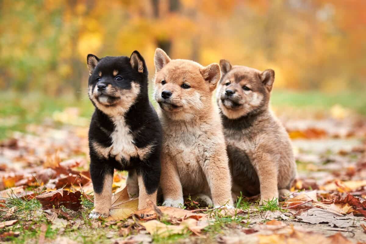 8 Shiba Inu Colors Markings Patterns With Pictures 8 Shiba Inu Colors Markings Patterns With Pictures