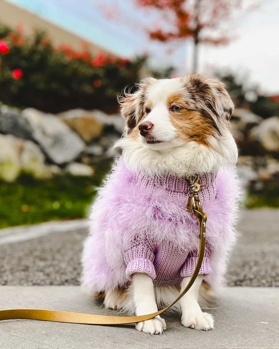 Toy Australian Shepherd Breed Info, Pictures, Traits & Facts