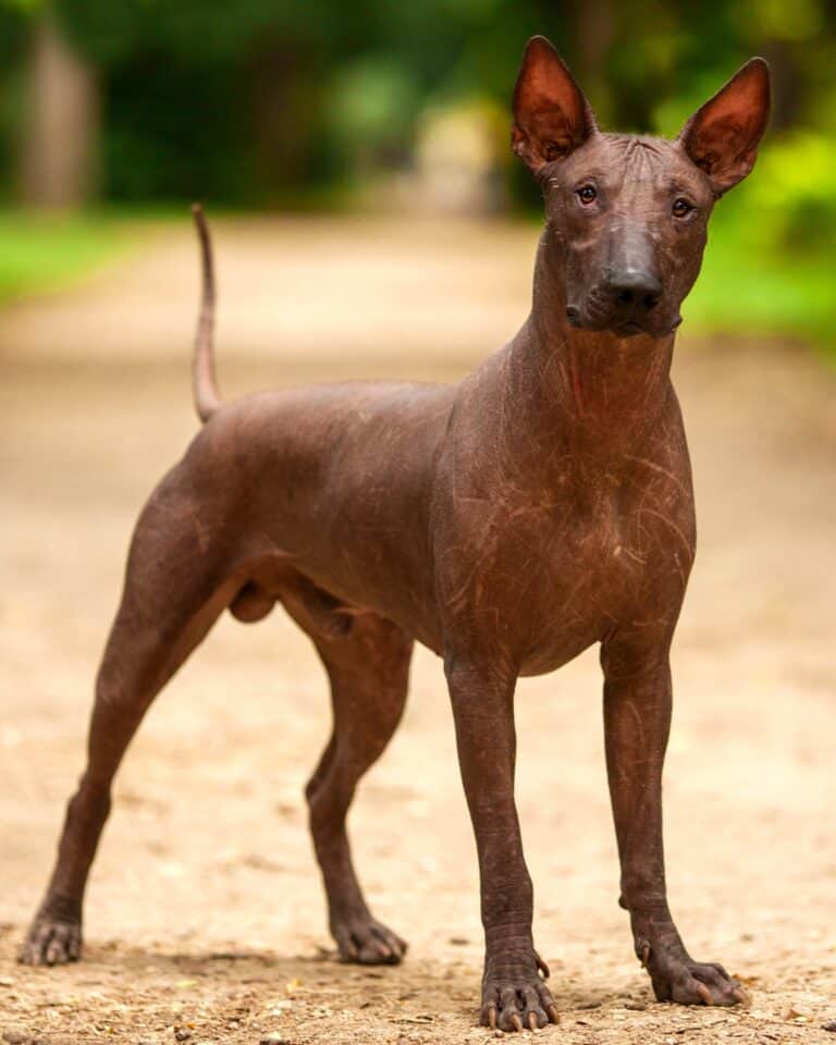 View of 24 Small Dog Breeds With Short Hair (Low Grooming Needs)