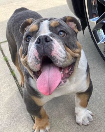 Tri-Color English Bulldog: Breed Info, Pictures, Traits & Facts