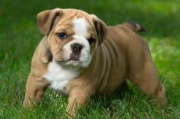Tri-Color English Bulldog: Breed Info, Pictures, Traits & Facts