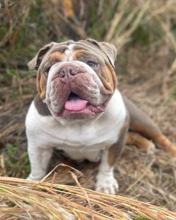 Tri-Color English Bulldog: Breed Info, Pictures, Traits & Facts