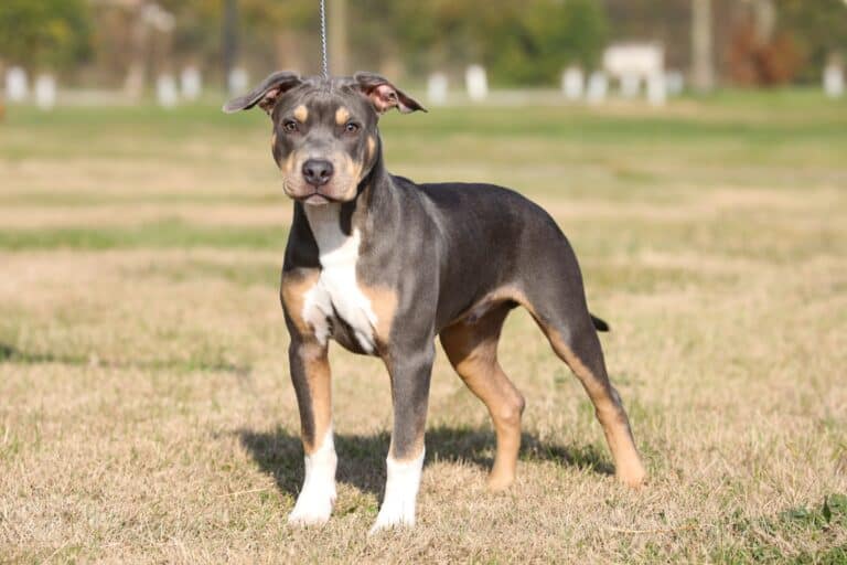 TriColor Pitbull Breed Info, Pictures, & Facts