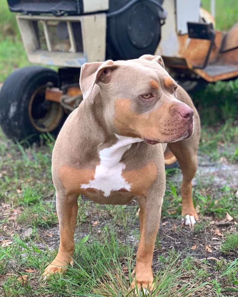 TriColor Pitbull Breed Info, Pictures, & Facts