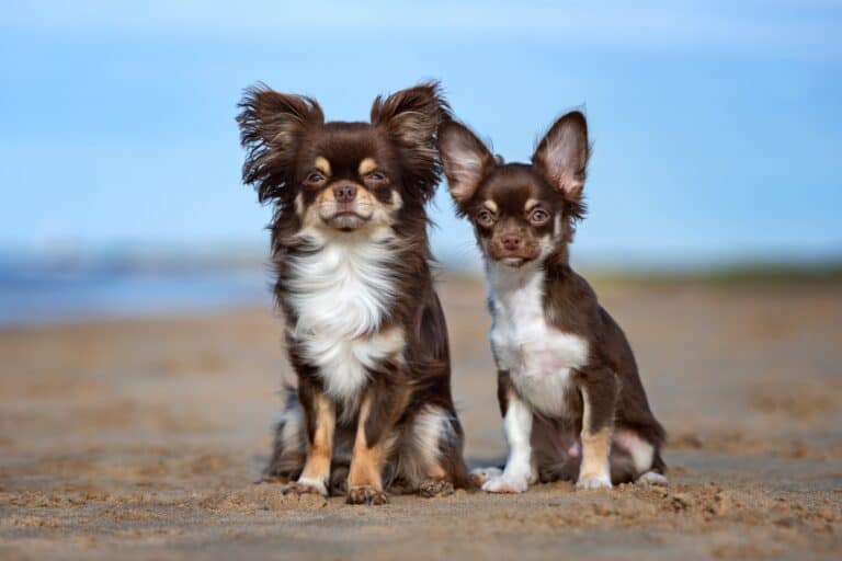 10 Best Chihuahua Breeders (2026 Updated)