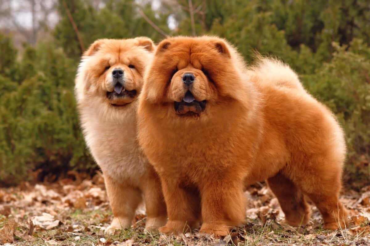 13 Chow Chow Colors Markings And Patterns With Pictures