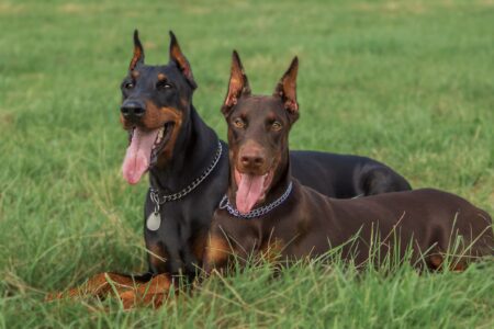 9 Doberman Colors With Pictures (Common & Rare Colors)