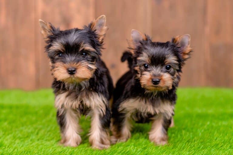 Yorkie Colors 8 Coat Color Variations Explained (With Photos)