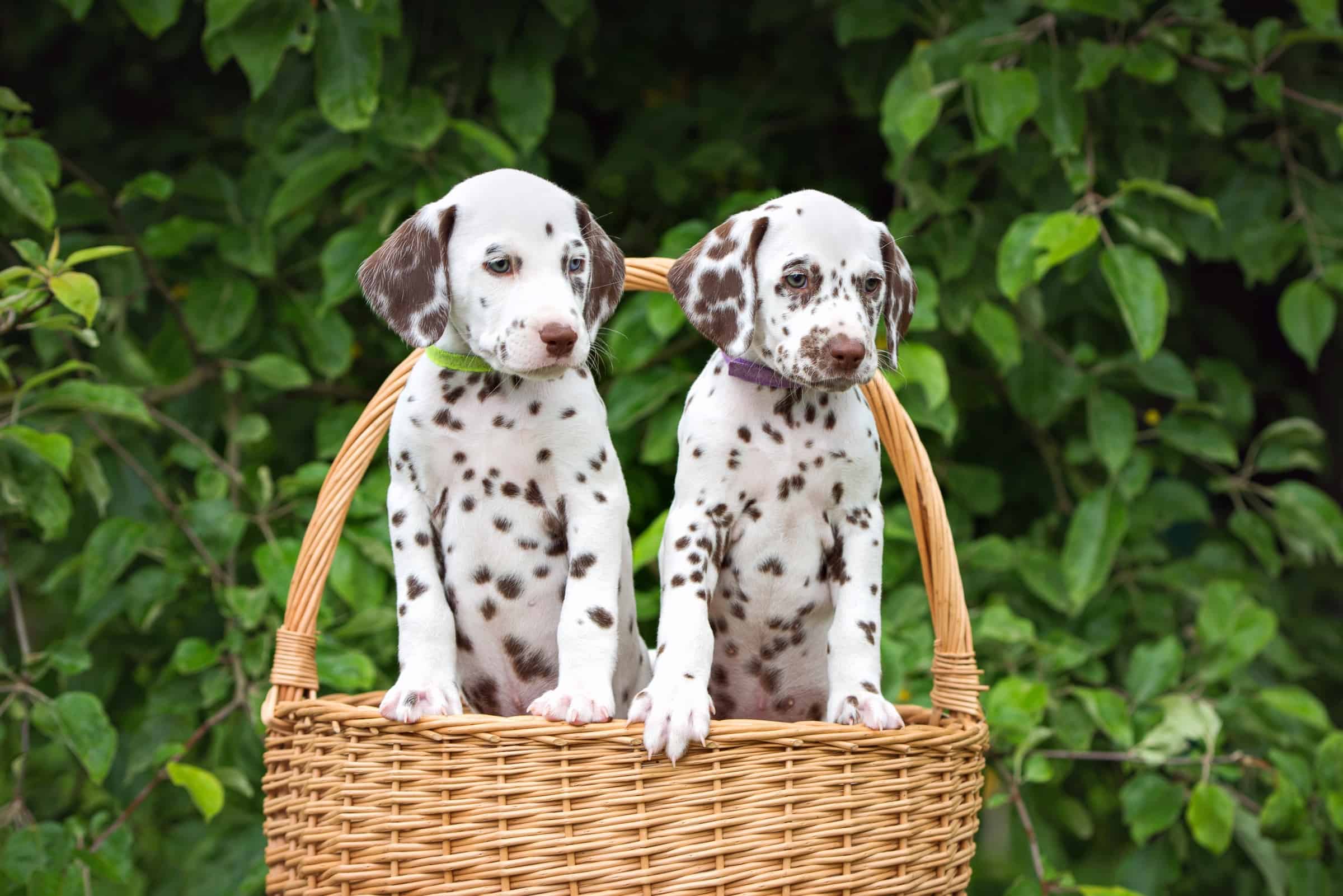 How Much Does a Dalmatian Cost? (2023 Updated)