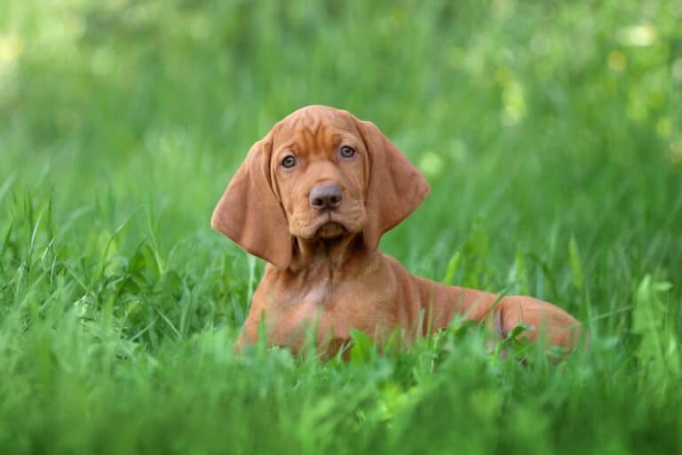 10 Best Vizsla Breeders (2024 Updated) Happy Dog Breeds