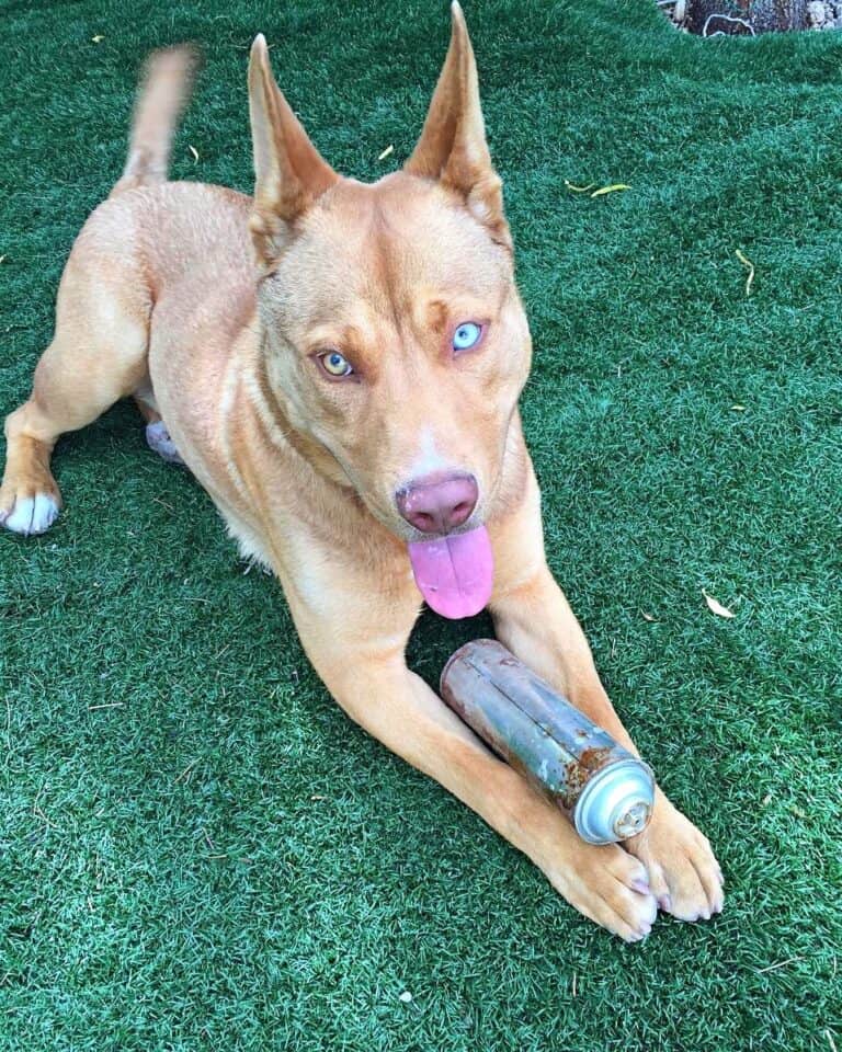 Pitbull Wolf Mix Info, Pictures, Traits, Controversy & Facts