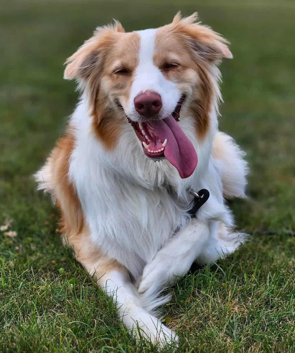 16 Australian Shepherd Colors & Patterns (With Pictures)