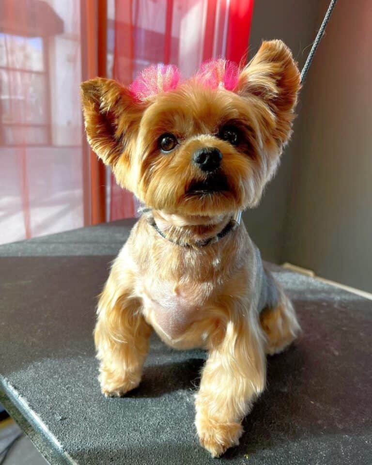 88 Best Yorkie Haircuts With Pictures! (2024 Updated)