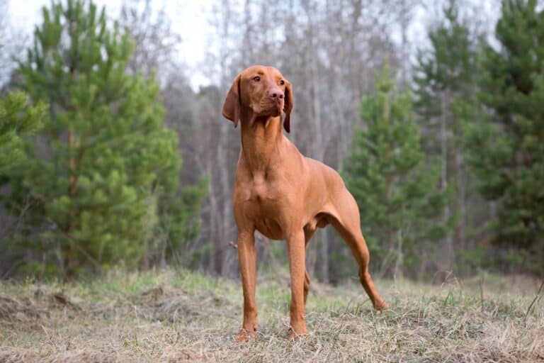 Vizsla Dogs And Puppies Dog Breeds Journal Dog Breeds Journal