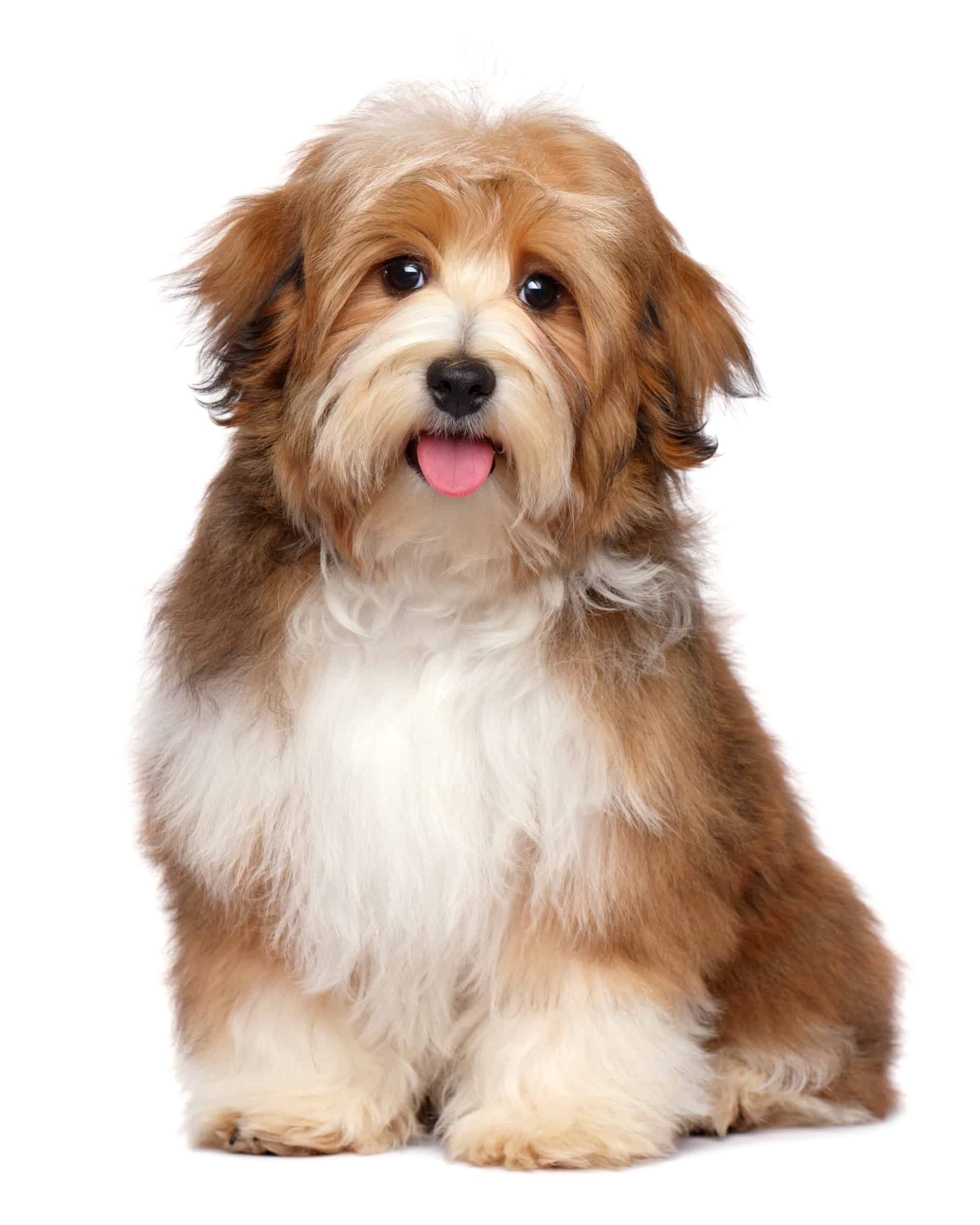 Top 37 Brown and White Dog