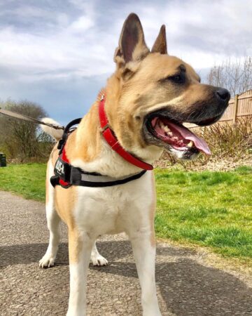 Mastiff Mixes: 43 Powerful and Unique Crossbreeds