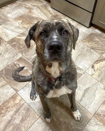 Mastiff Mixes: 43 Powerful and Unique Crossbreeds