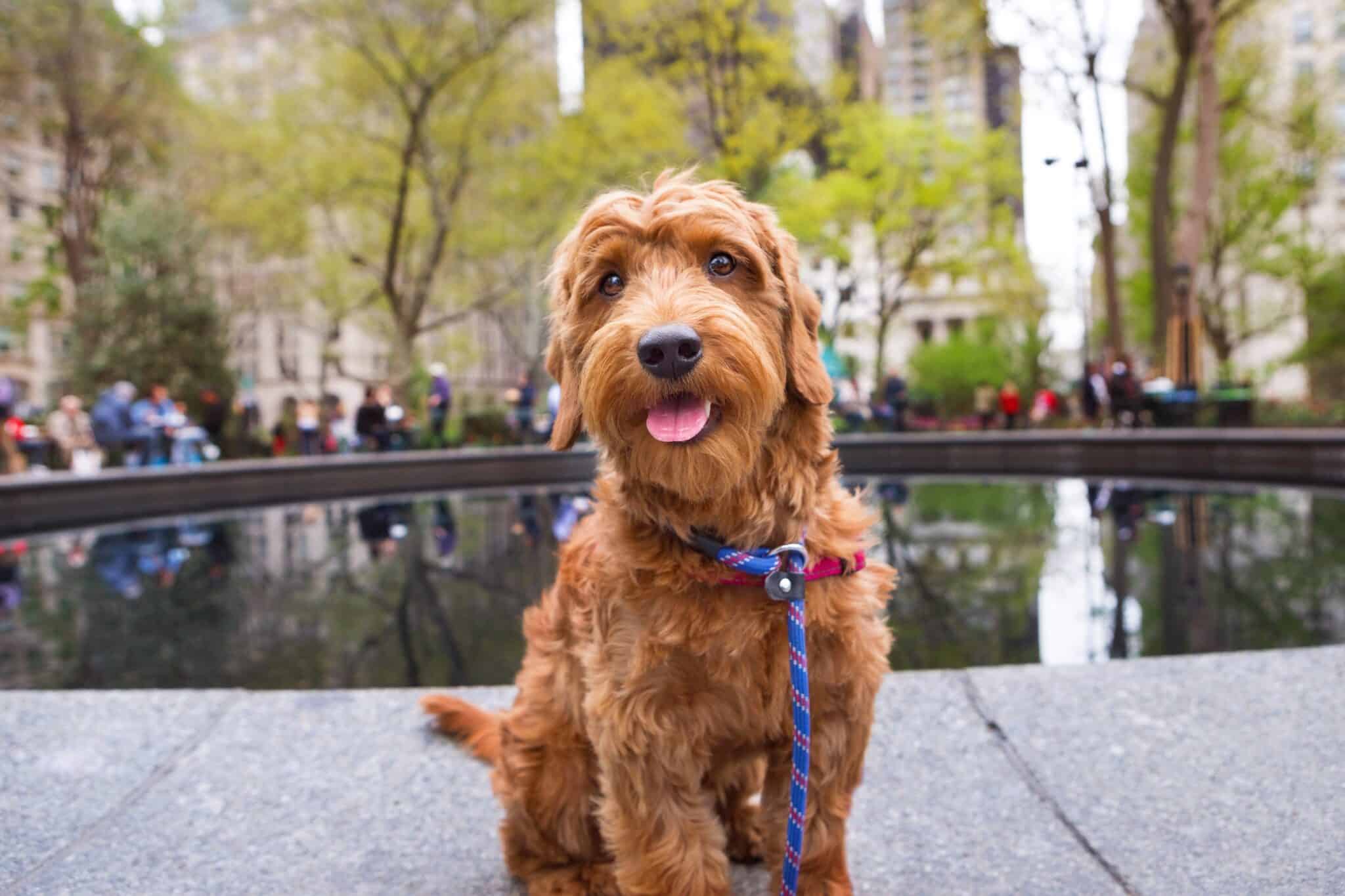 How Much Does a Goldendoodle Cost? (2024 Updated)