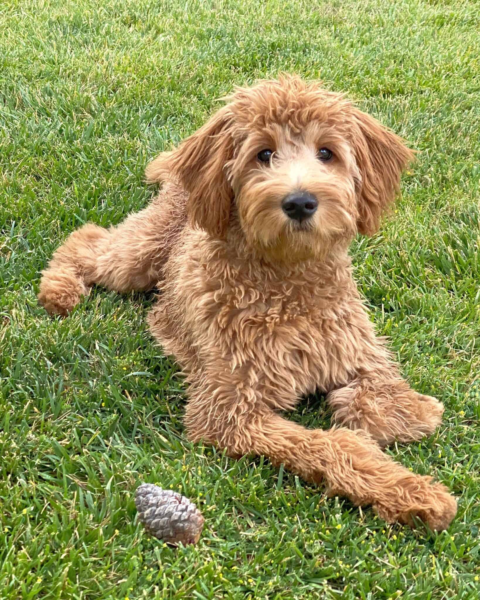 20 Goldendoodle Colors & Markings (With Pictures!)