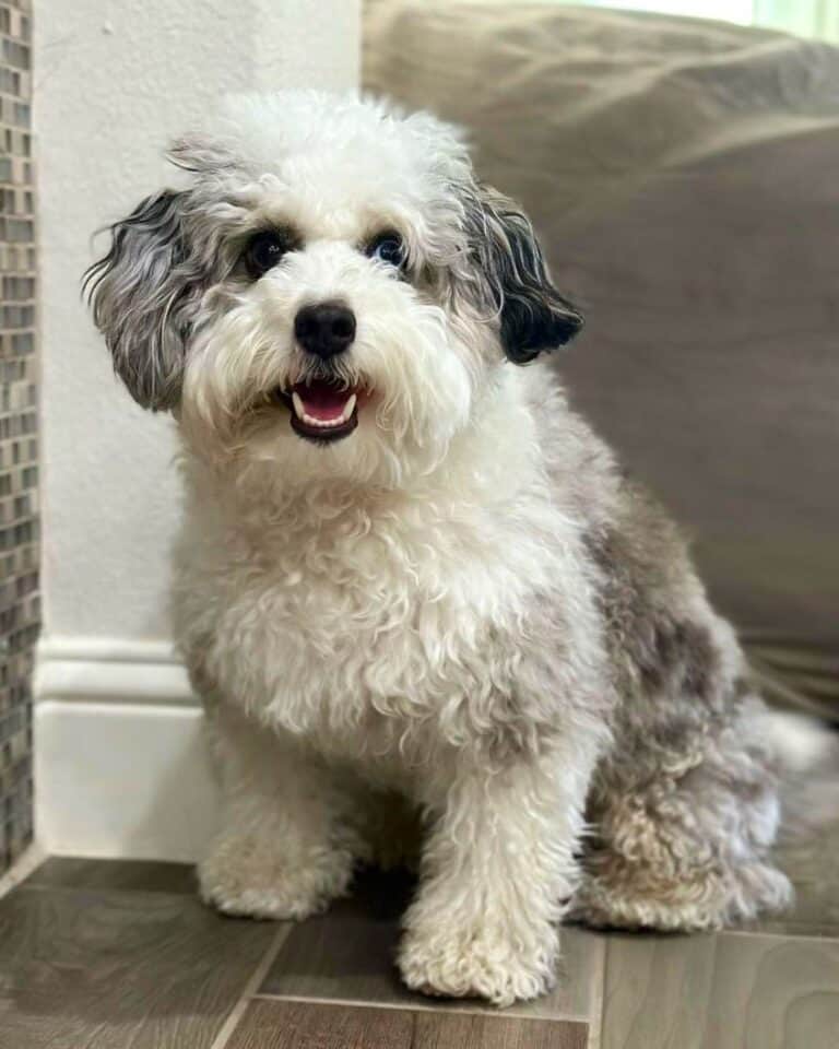 30 Cute Havanese Mixes You'll Love! (With Pictures)