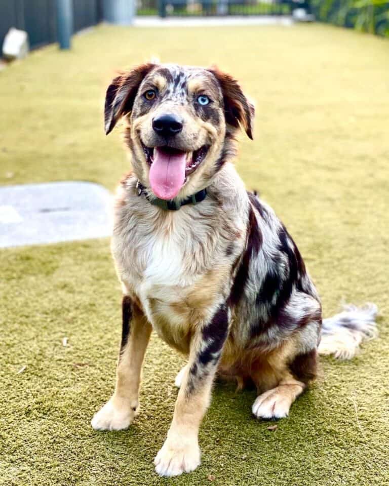 41 Unique Catahoula Leopard Dog Mixes With Pictures 