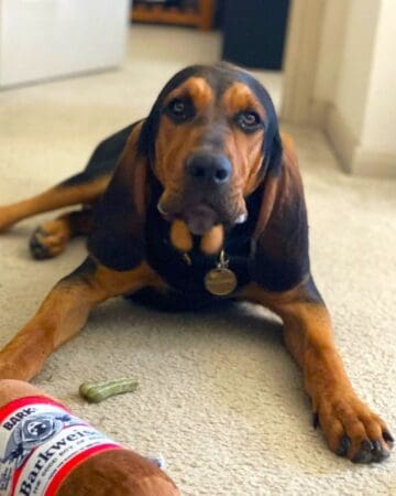 41 Unique Catahoula Leopard Dog Mixes (With Pictures)