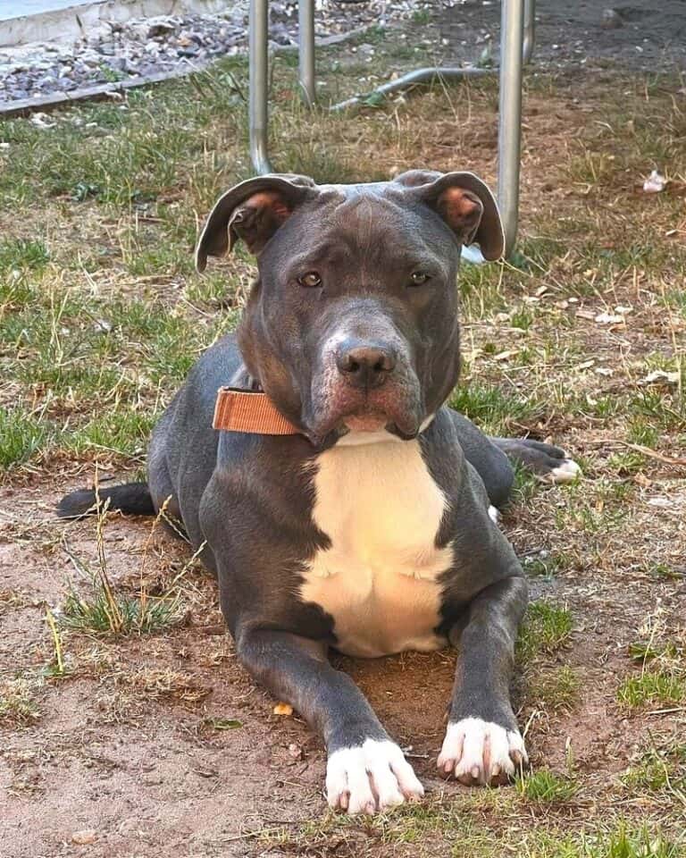 18 Popular Cane Corso Mixes You