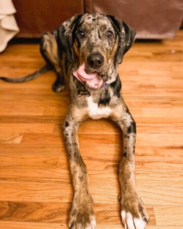 41 Unique Catahoula Leopard Dog Mixes (With Pictures)