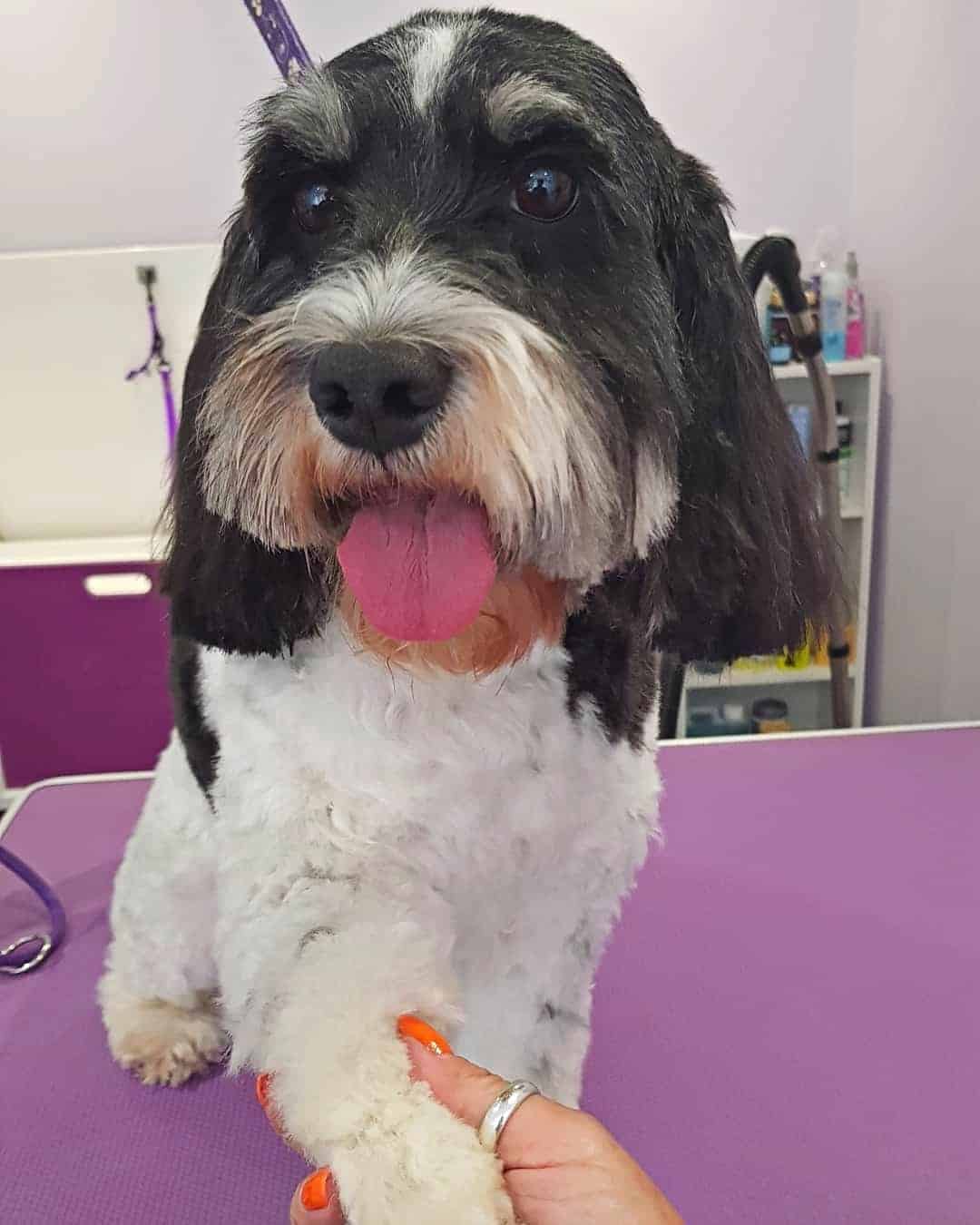48 Adorable Cocker Spaniel Mixes (With Pictures)
