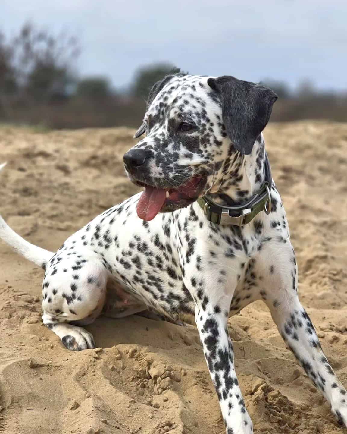 35 Dalmatian Mixes That Hit The Spot With Pictures 35 Dalmatian Mixes That Hit The Spot With Pictures