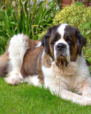 17 Saint Bernard Colors Explained (With Pictures!)