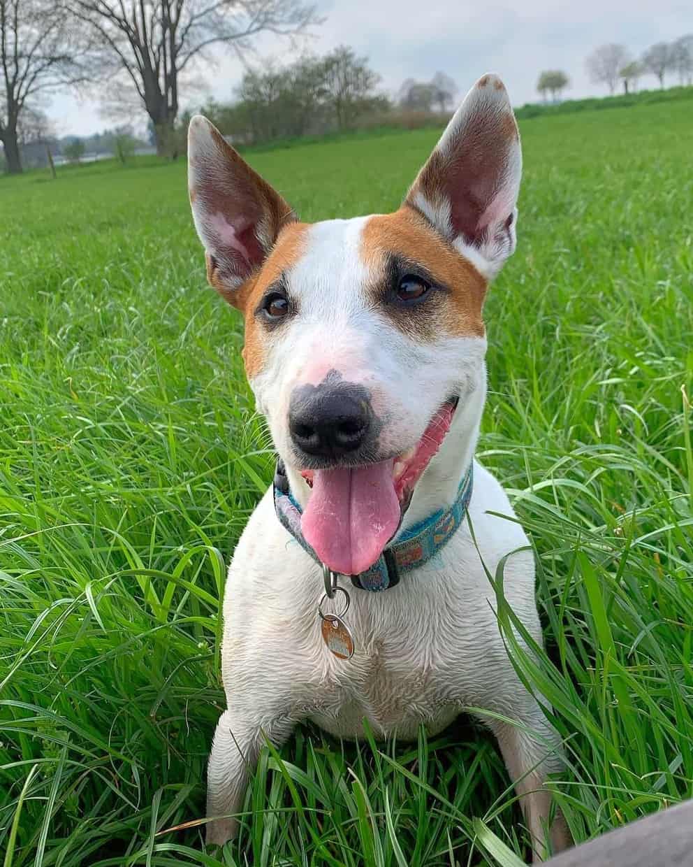19 Adorable Bull Terrier Mixes You'll Love (With Pictures)