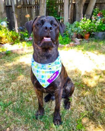 41 Unique Catahoula Leopard Dog Mixes (With Pictures)