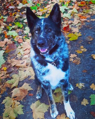 41 Unique Catahoula Leopard Dog Mixes (With Pictures)