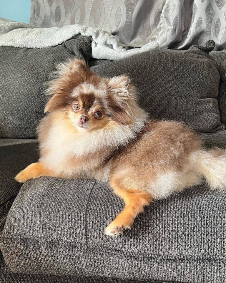 25 Pomeranian Colors, Markings & Patterns (With Pictures!)