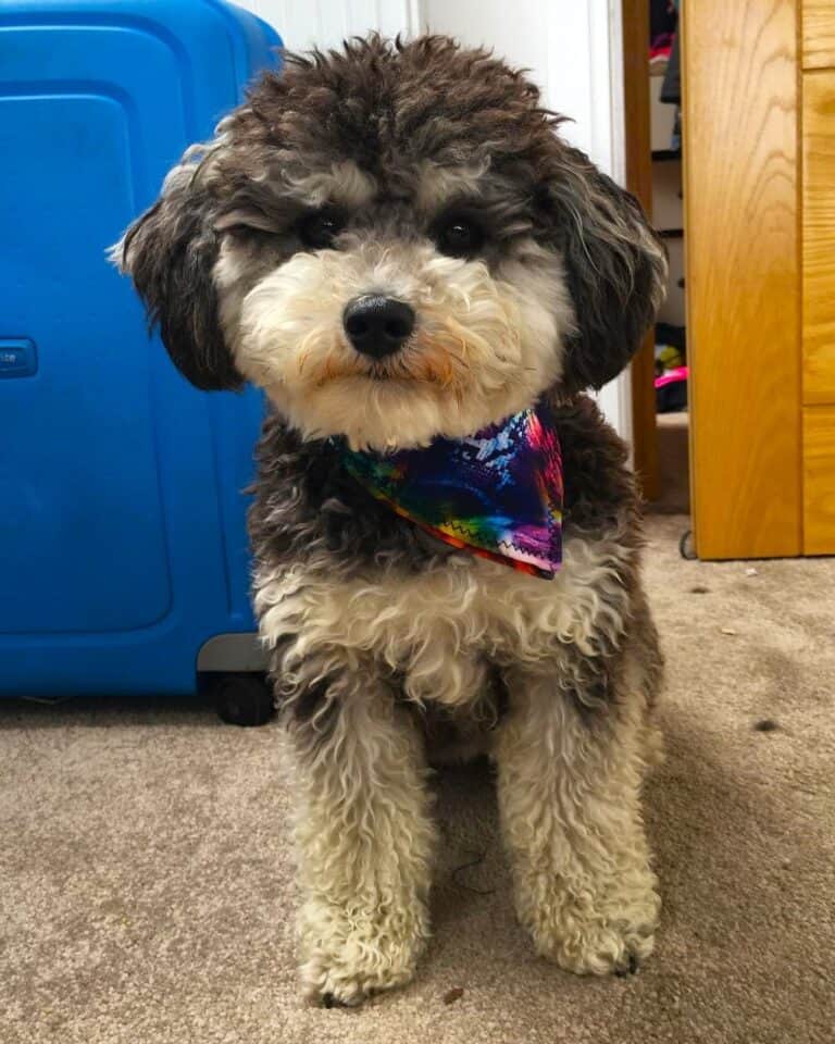 Curated visual reference: 33 Adorable Schnauzer Mixes You Must See With Pictures Photo Inspiration