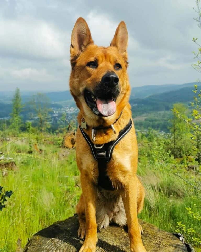 24 Belgian Malinois Mixes to Know (With Pictures)