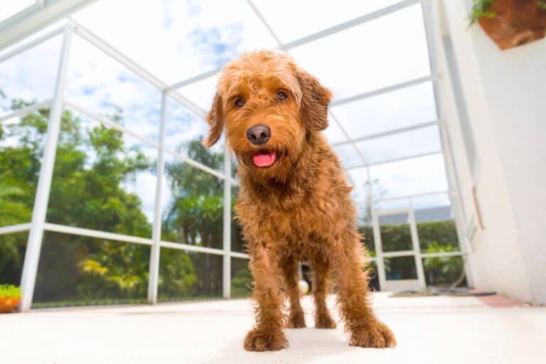 How Much Does A Goldendoodle Cost 2026 Updated how-much-does-a-goldendoodle-cost-2026-updated