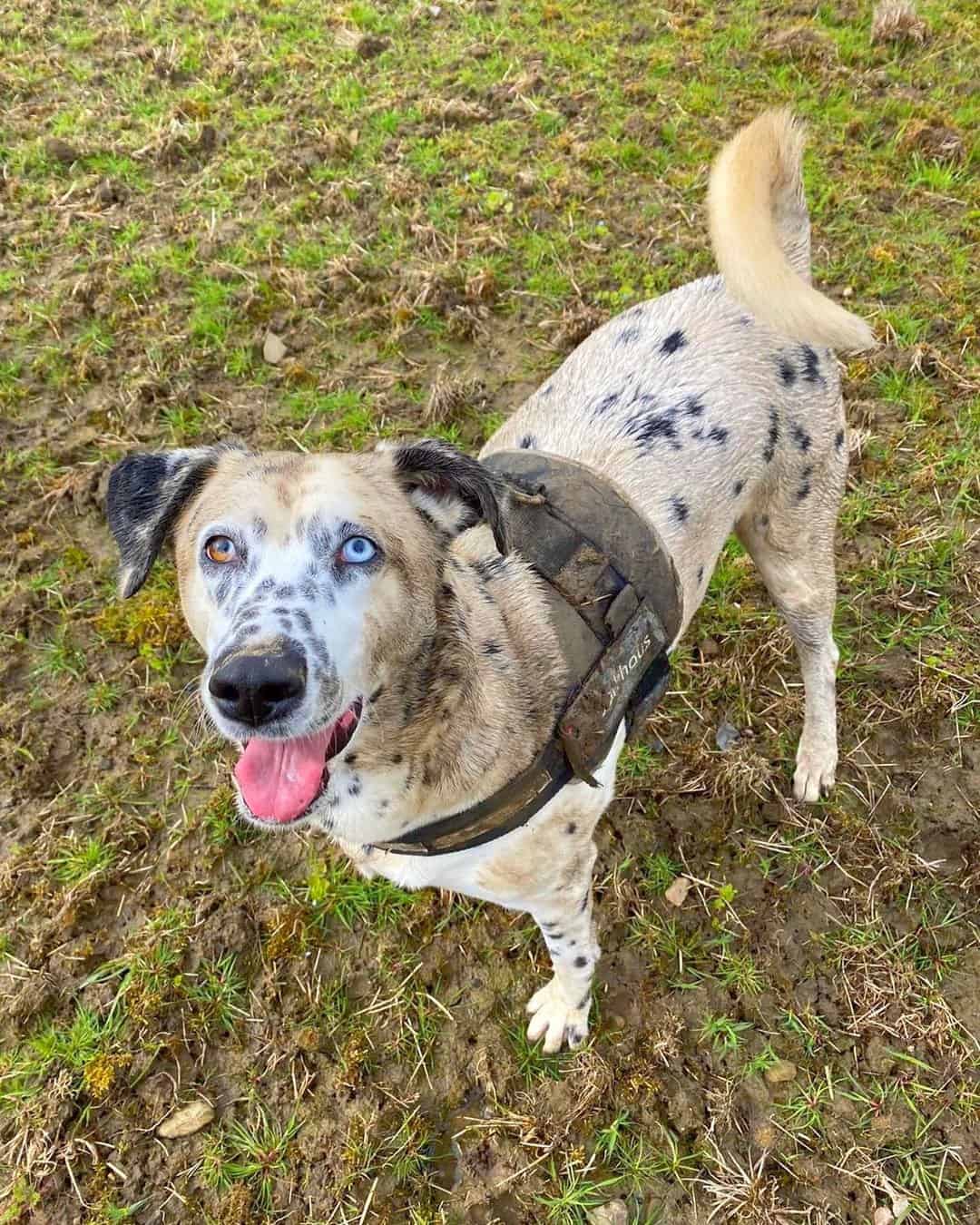 35 Dalmatian Mixes That Hit The Spot With Pictures 35 Dalmatian Mixes That Hit The Spot With Pictures