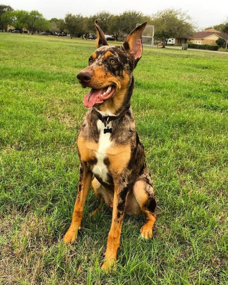 41 Unique Catahoula Leopard Dog Mixes With Pictures 