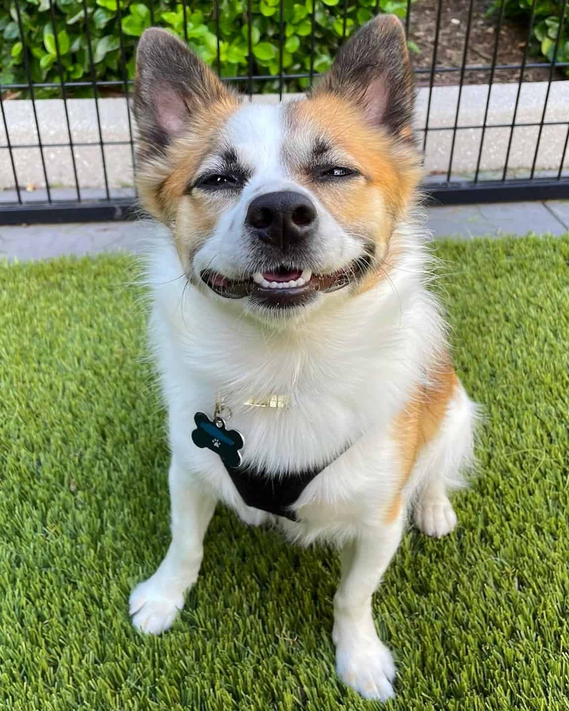 53 Most Adorable Jack Russell Terrier Mixes (With Pictures)