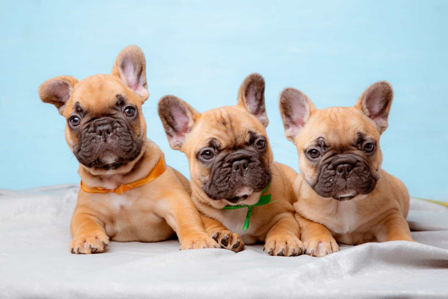 How Much Does a French Bulldog Cost? (2023 Updated)