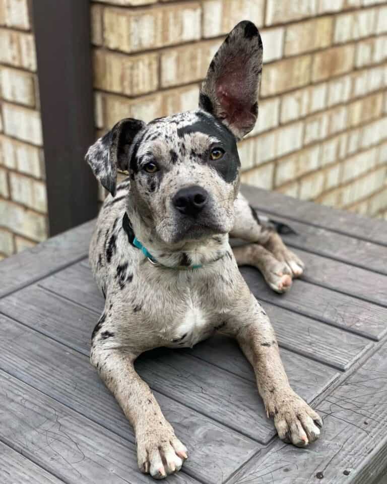 41 Unique Catahoula Leopard Dog Mixes With Pictures 41-unique-catahoula-leopard-dog-mixes-with-pictures