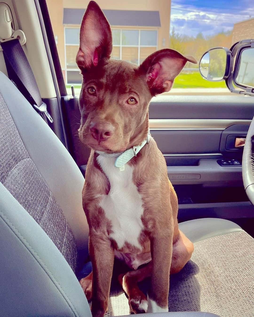 Boston Terrier Mixes: 50 Cutest Crossbreeds (With Pictures)