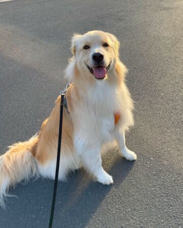 28 Great Pyrenees Mixed Breeds (With Pictures)