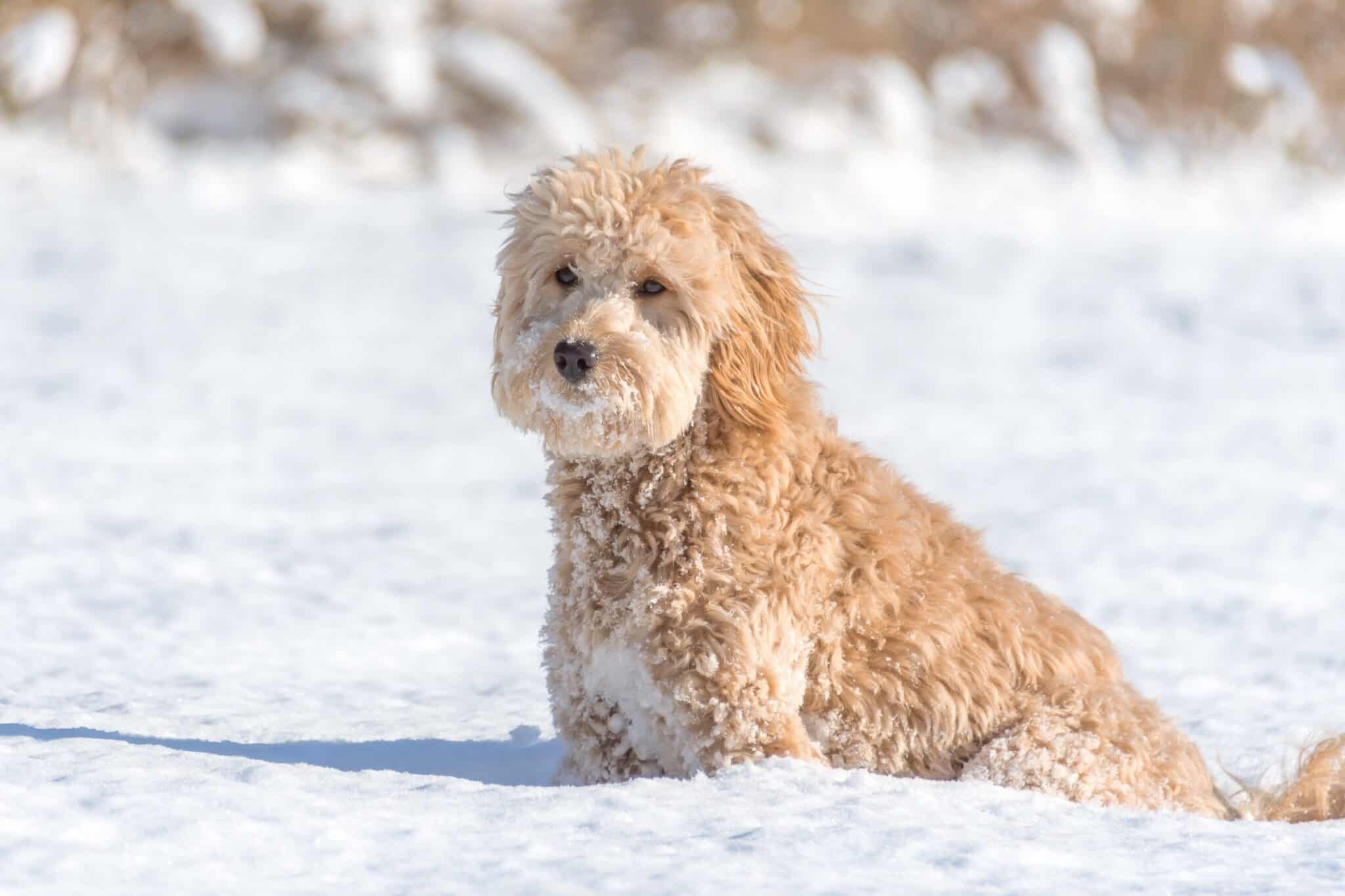 How Much Does a Goldendoodle Cost? (2024 Updated)